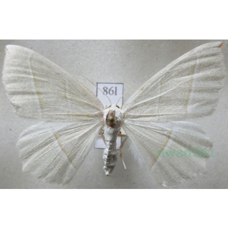 Campaea margaritaria (Linnaeus, 1761) female Ostrolot muszlowiak Czech86l